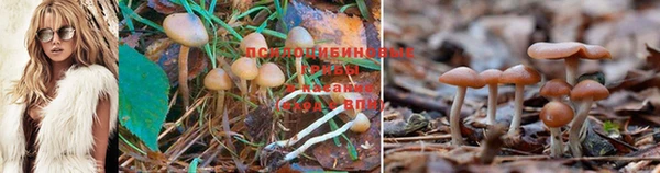 кокс Куртамыш